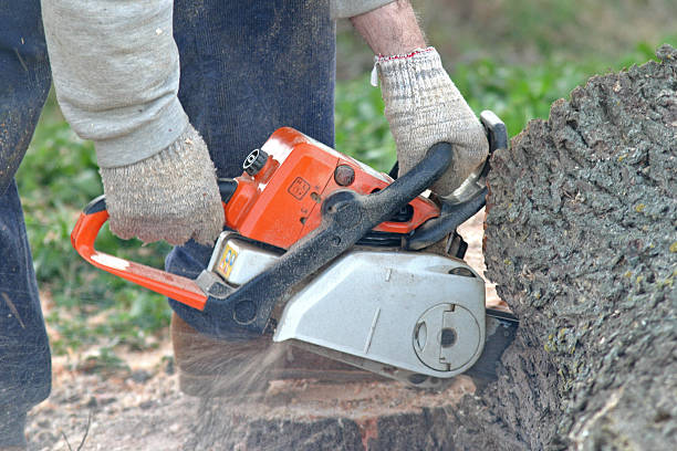 Reliable Ellwood City, PA Tree Removal Services Solutions